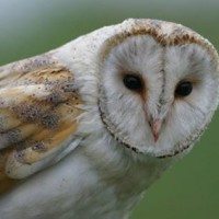 10168056_274852669356925_1486678292_n