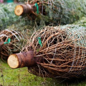 christmas-trees-235367_640