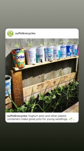 Recycling Eye in Suffolk use old yogurt cartons for growing