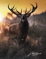 Wild Haven Wildlife Photography Workshops